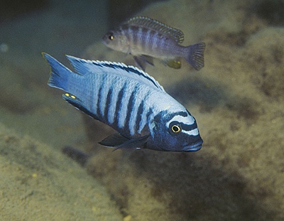 Maylandia phaeos 'Londo Bay'